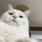 Avatar de Iván Domínguez